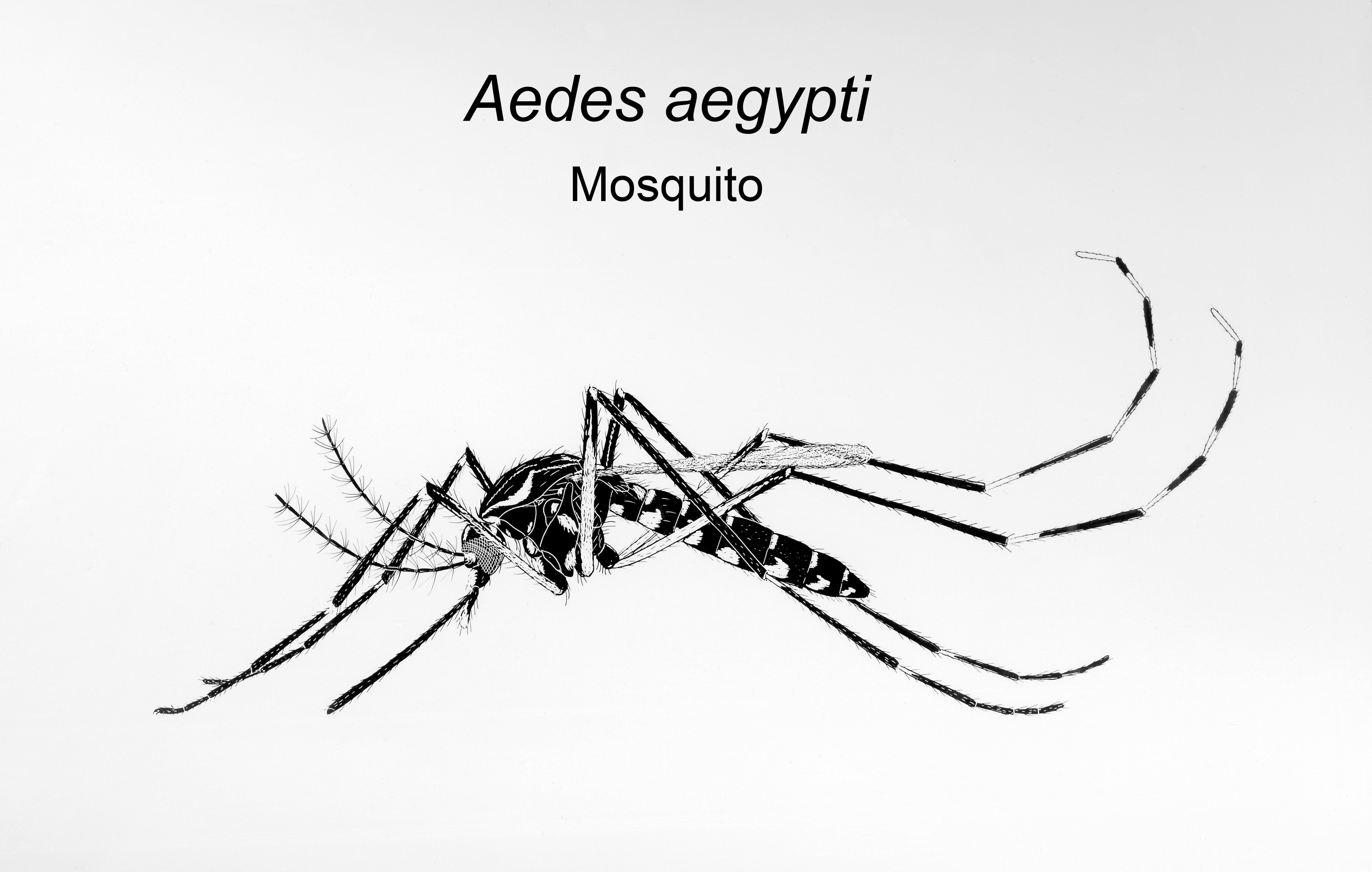 Dengue Fever Effects